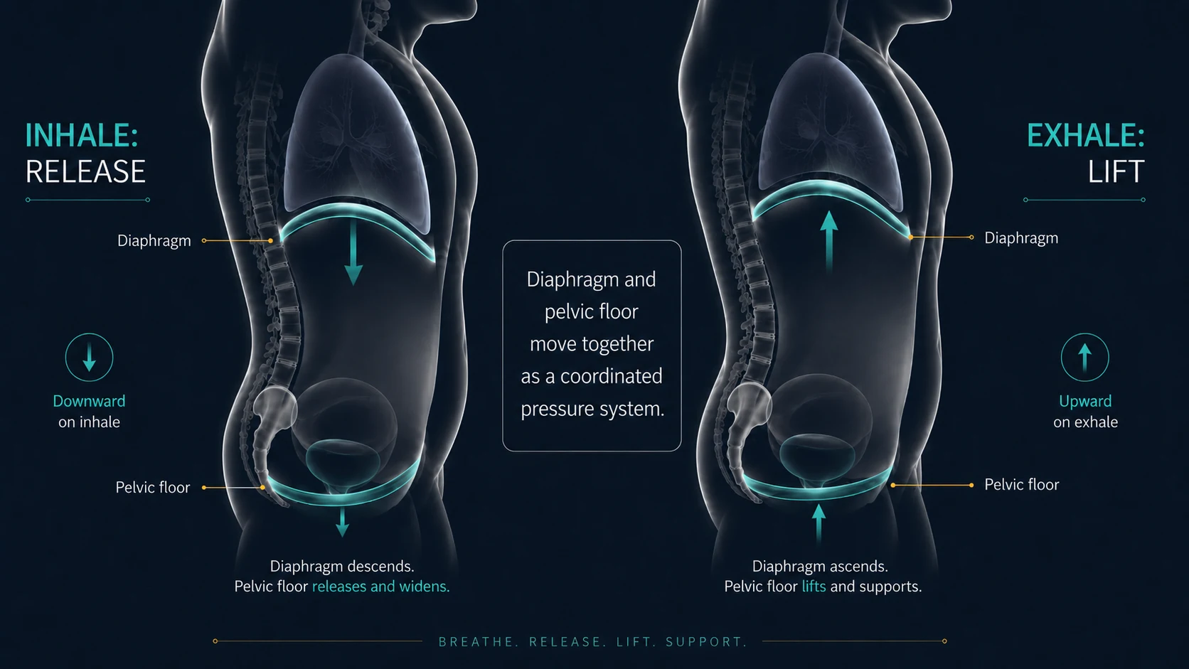 Breath and pelvic floor coordination diagram showing inhale release and exhale lift