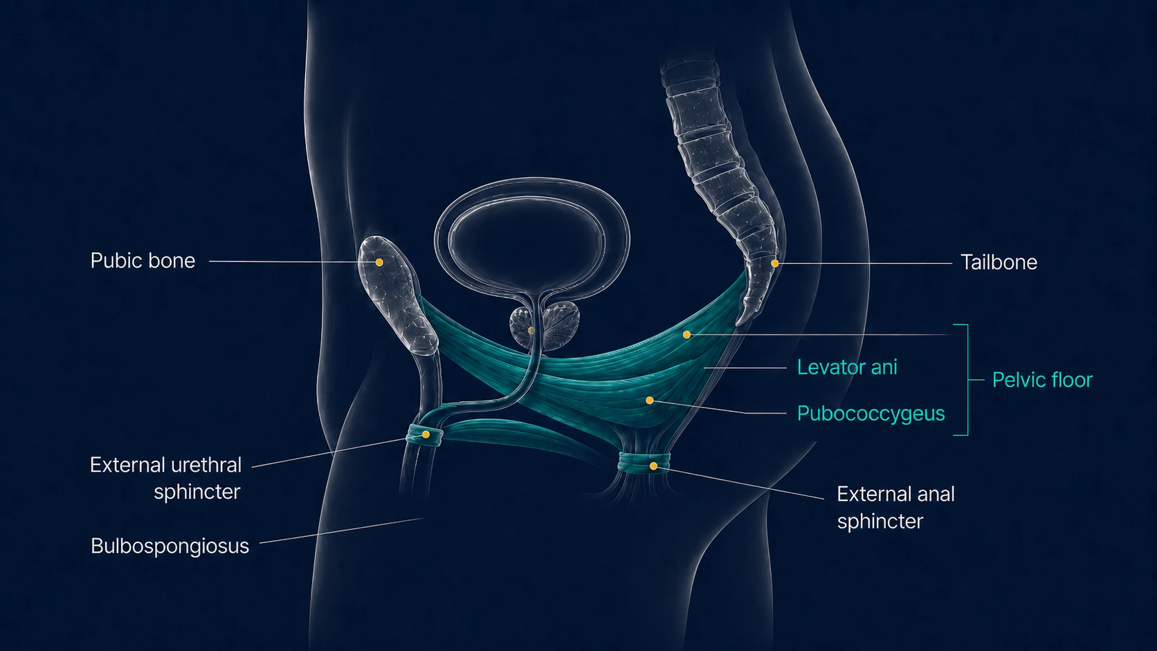 Male pelvic floor anatomy showing levator ani pubococcygeus bulbospongiosus and sphincter muscles